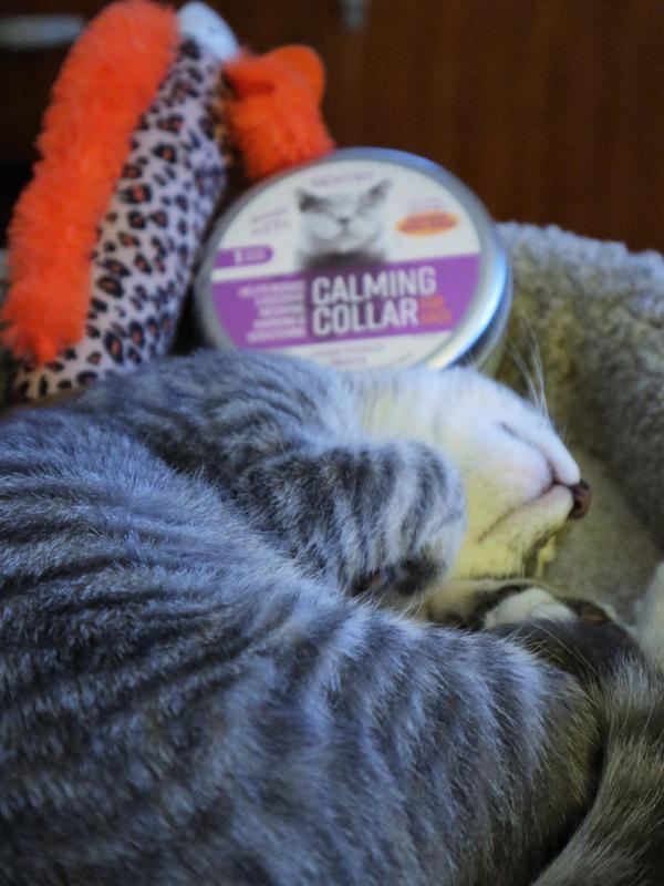 Cat calming collar petsmart sale