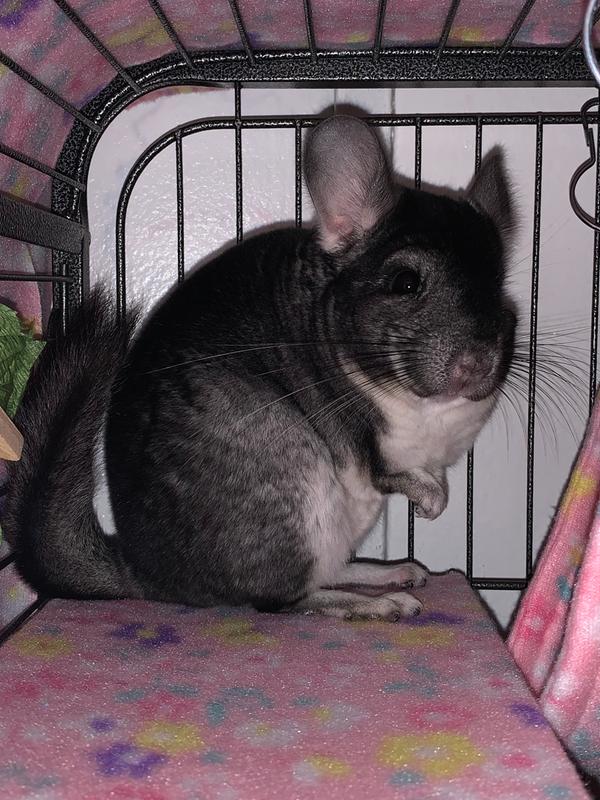 chinchilla price petsmart