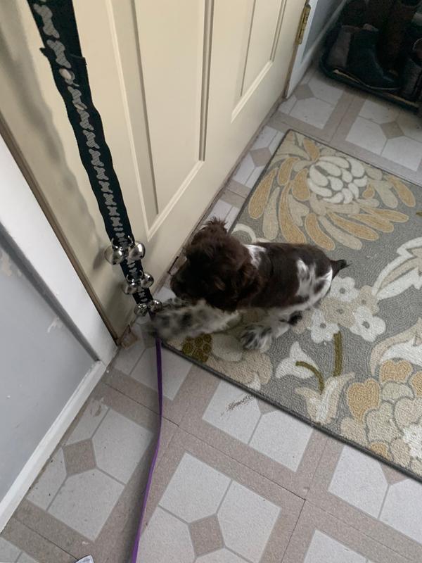 dog urinating on bedding