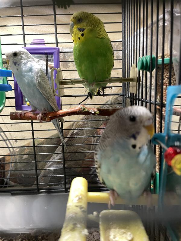 Petsmart parakeets hotsell