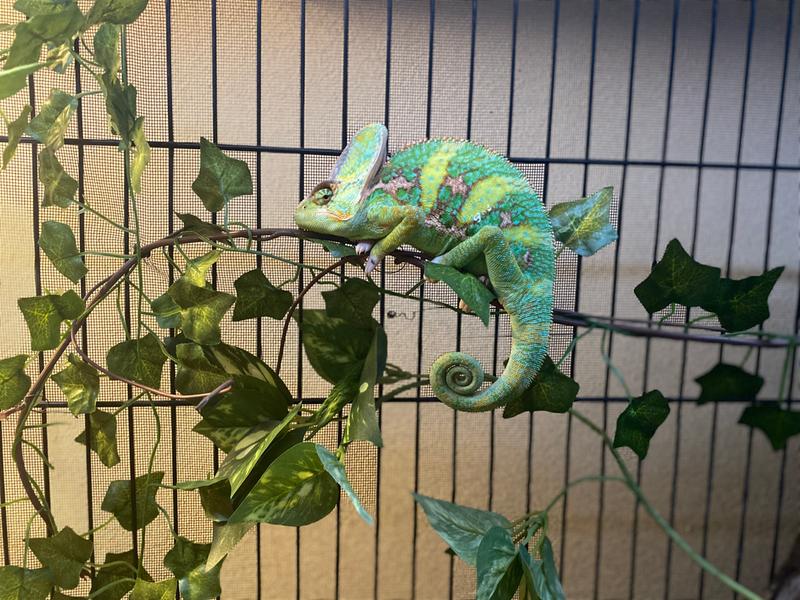 petsmart chameleon cage