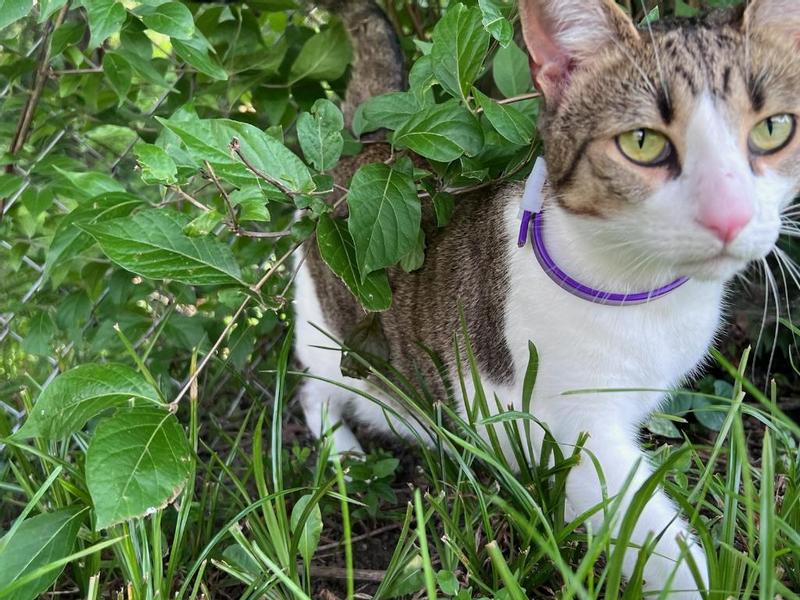 Sentry calming collar clearance petsmart