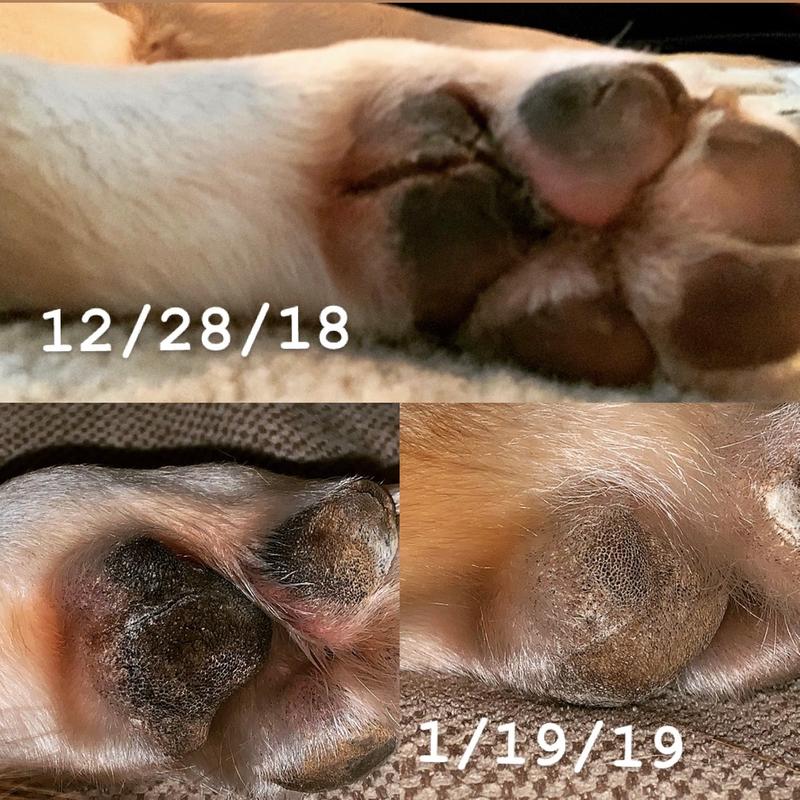 burt's bees nose and paw
