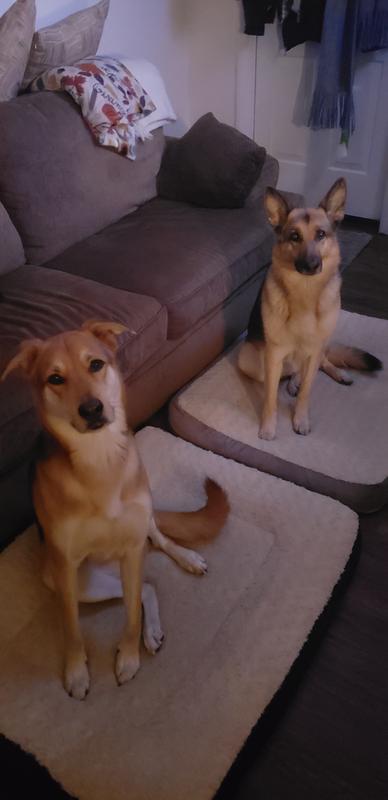 only natural pet powerfusion cat food