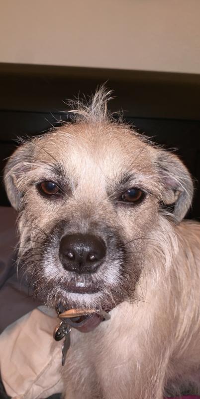 chi dog deodorizing spray