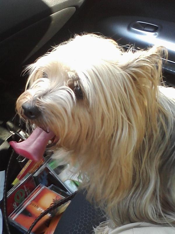 petsmart adaptil collar