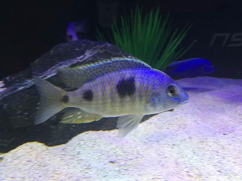 cichlid sand petsmart