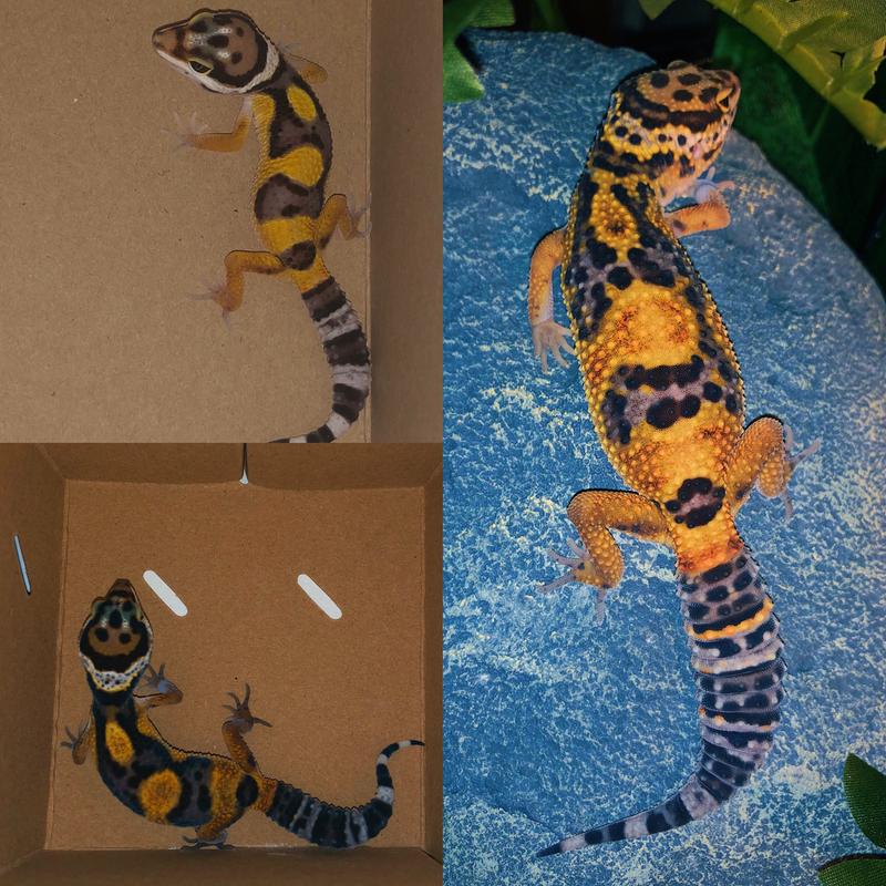 fancy leopard gecko petsmart