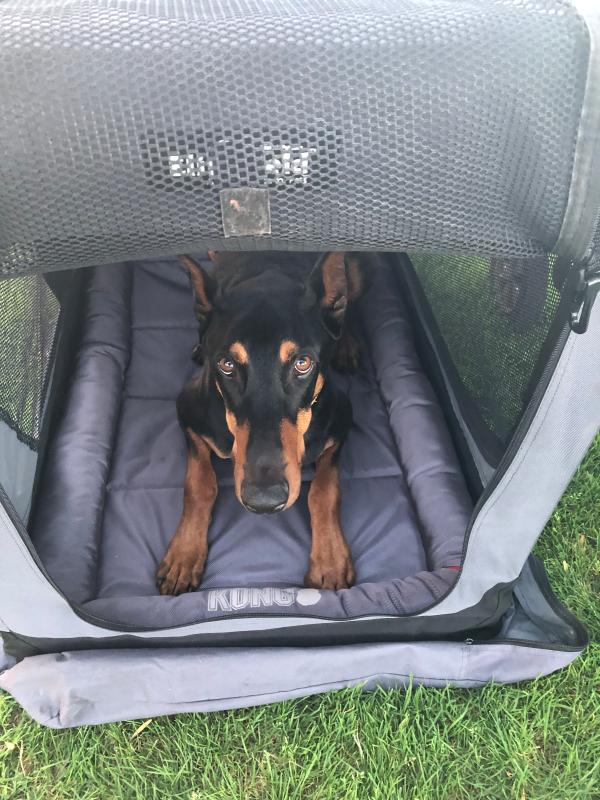 kong indestructible dog bed