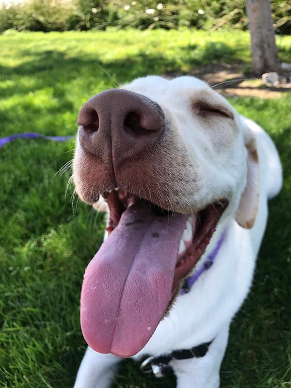 petsmart eukanuba large breed