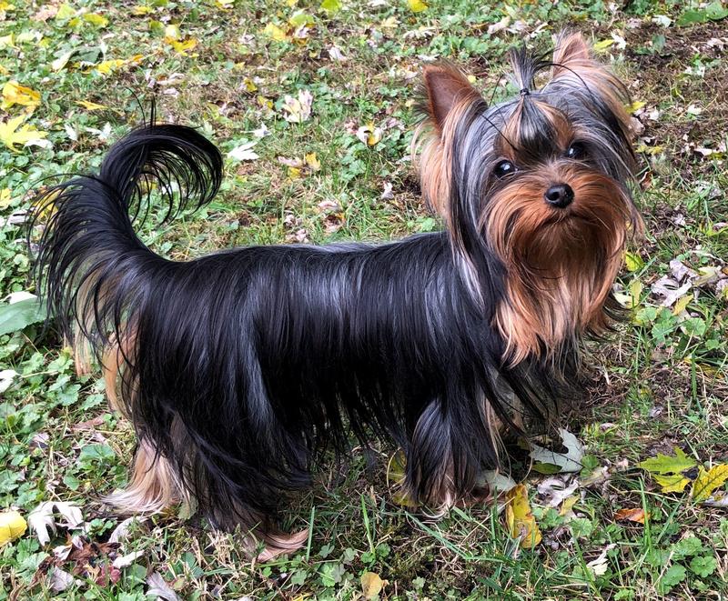 Royal canin yorkshire terrier review sales