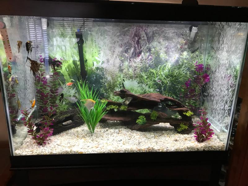 aqueon 65 gallon aquarium