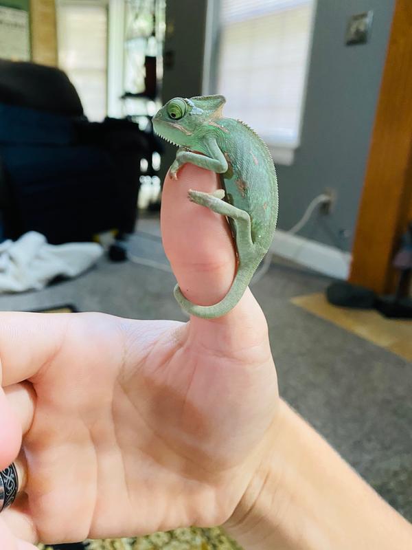 jackson chameleon for sale petco