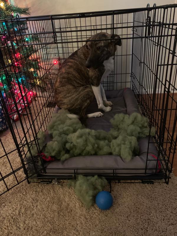 cleaning dog crate with vinegar