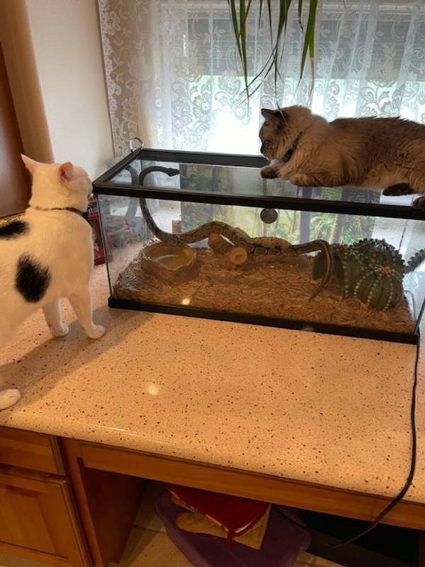 Thrive Reptile Habitat Screen Cover