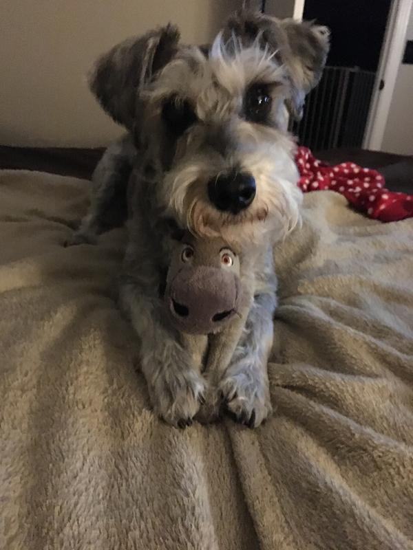 royal canin schnauzer puppy