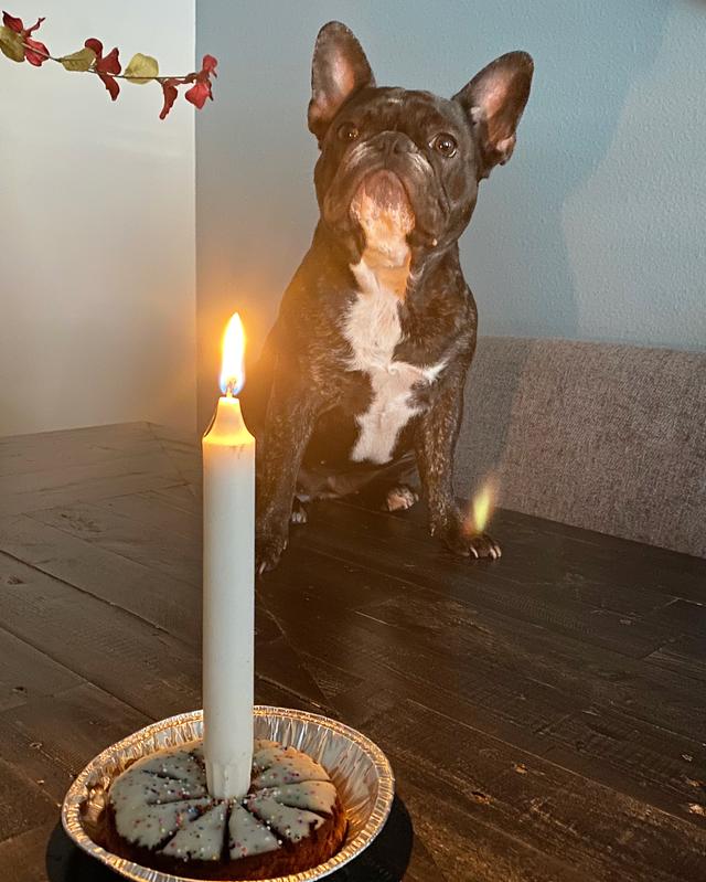 pup pie birthday cake