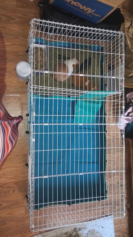 Midwest guinea pig cage plus best sale