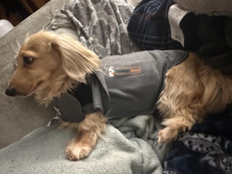 ThunderShirt Insanely Calm Dog Anxiety Shirt