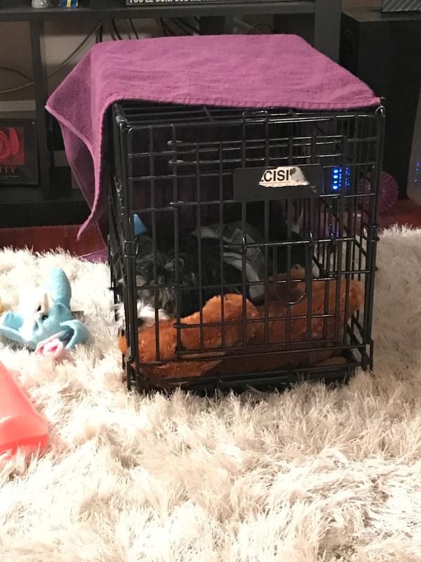 puppy in a cage toy