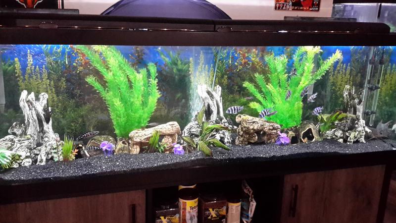 petsmart fish tanks 125 gallon