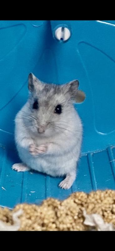 Male winter white hamster orders