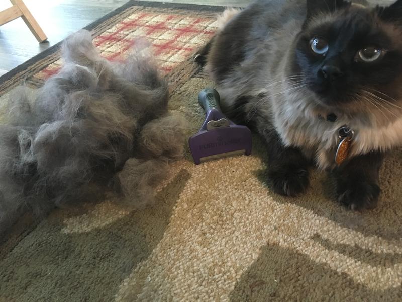 furminator cat brush