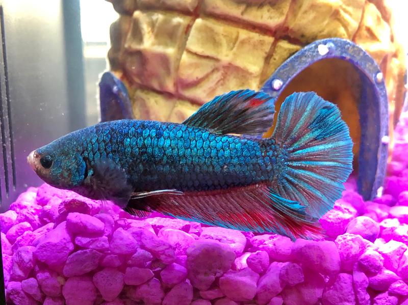 omega one betta food