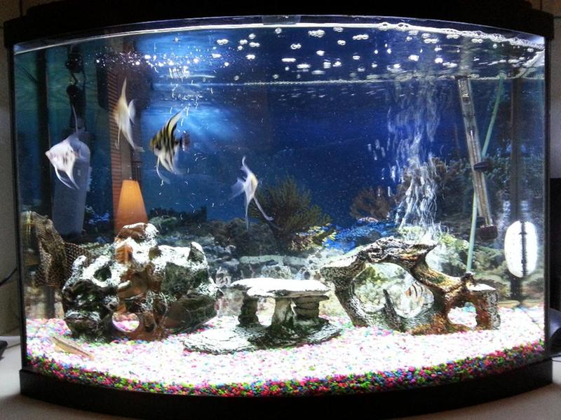 petsmart uv sterilizer