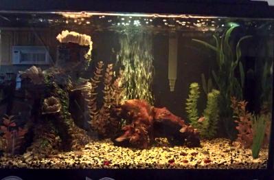 tetra safestart petsmart