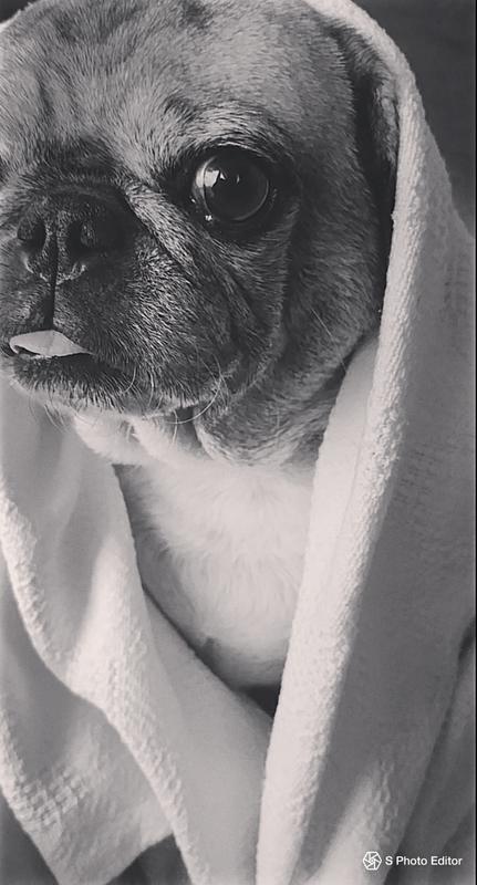 picky no more dog food