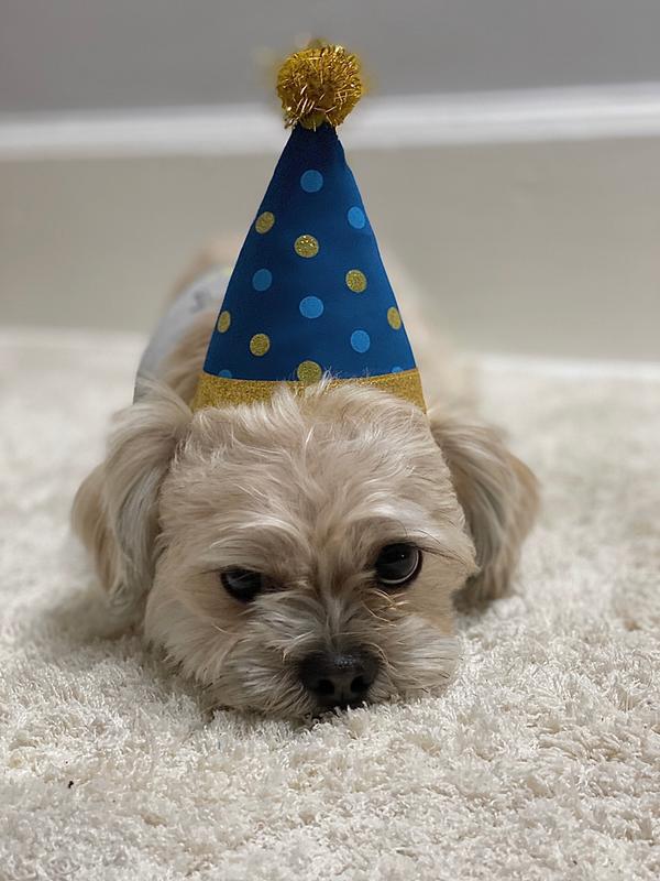 small dog party hats