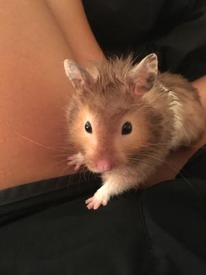 teddy bear hamster for sale