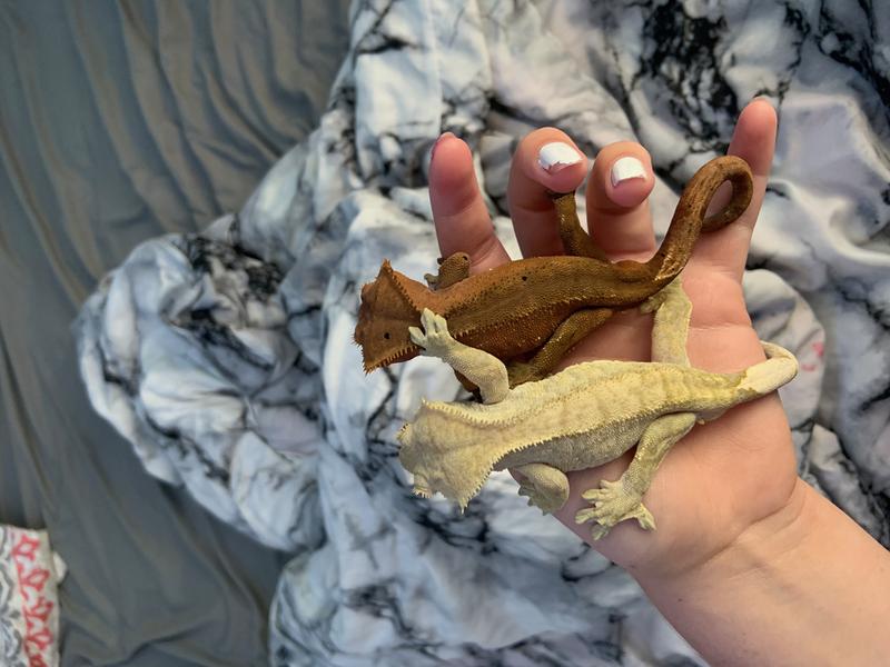 crested gecko for sale petsmart