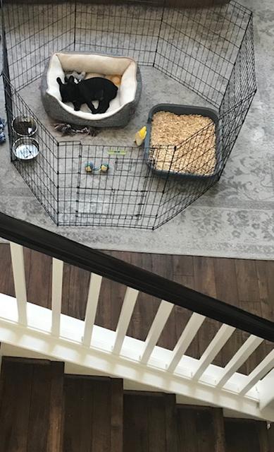 top paw 36 inch split door exercise pen