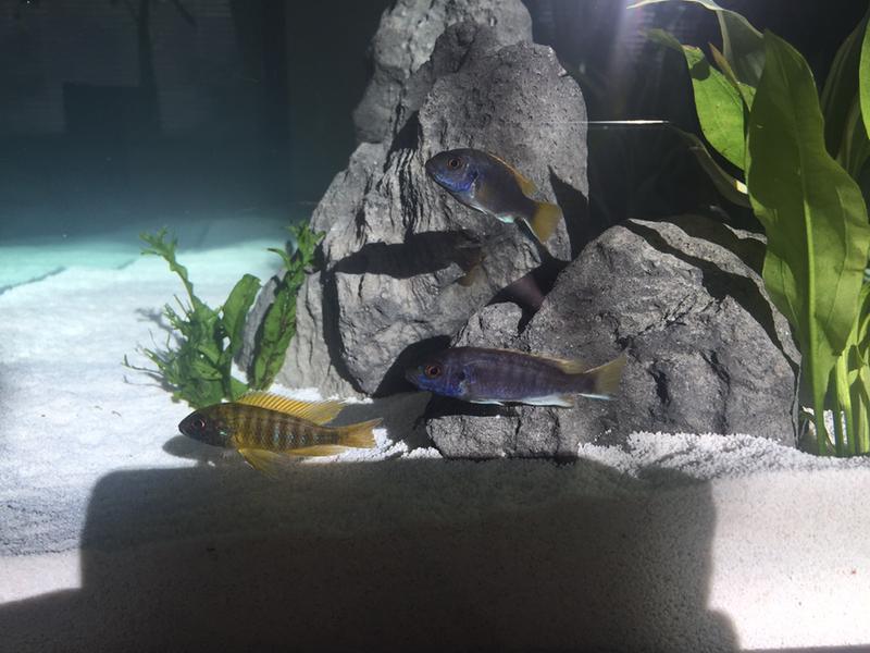 petsmart fish tanks 125 gallon