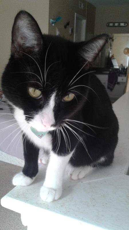 petsmart slide litter