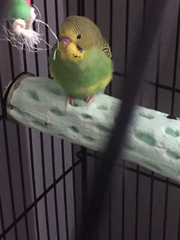 Green Parakeet For Sale Live Pet Birds Petsmart - feed your pets roblox codes 2020