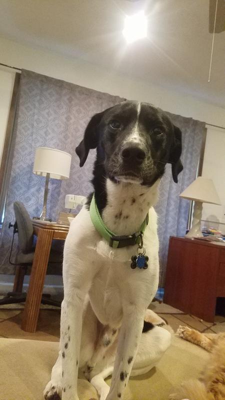 dog tag silencers petsmart