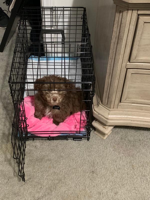 dog crate that opens on top