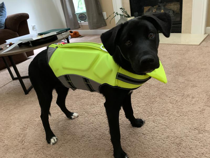 petsmart life jacket