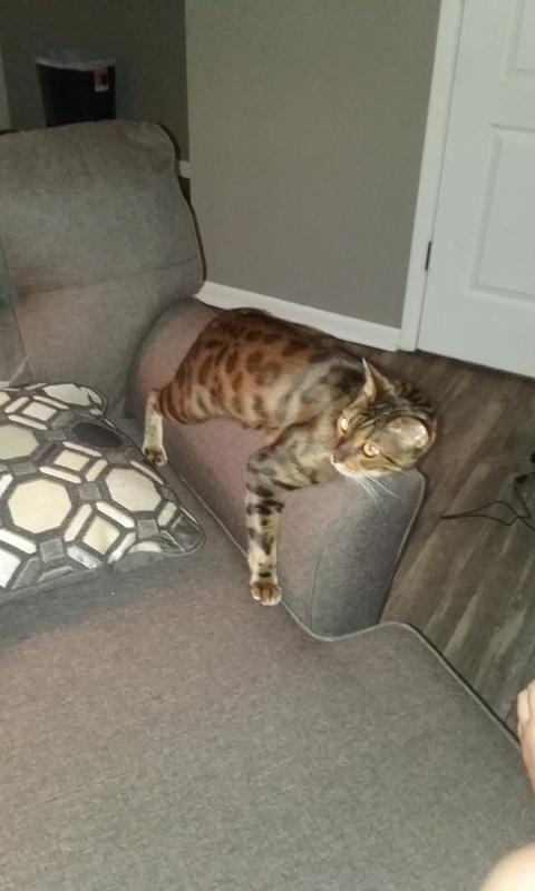 whisker city natural catnip