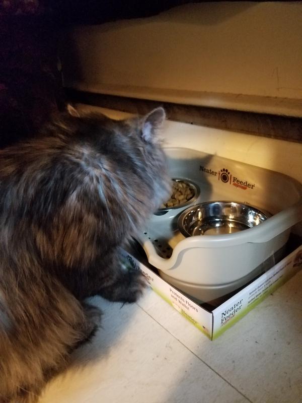 Neater Feeder Express Cat Feeder Cat Food Water Bowls Petsmart