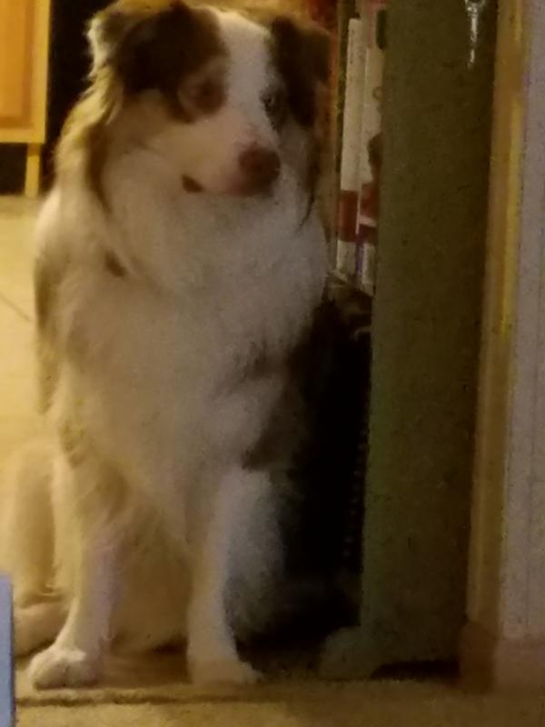 egg dog bark control