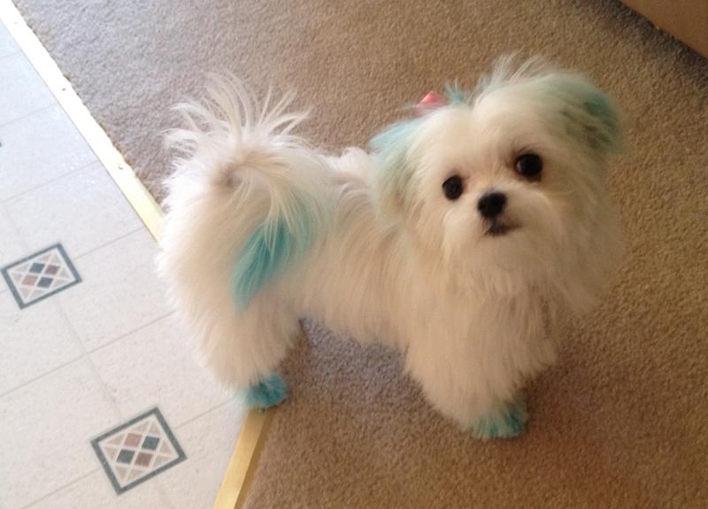 petsmart advantage ii