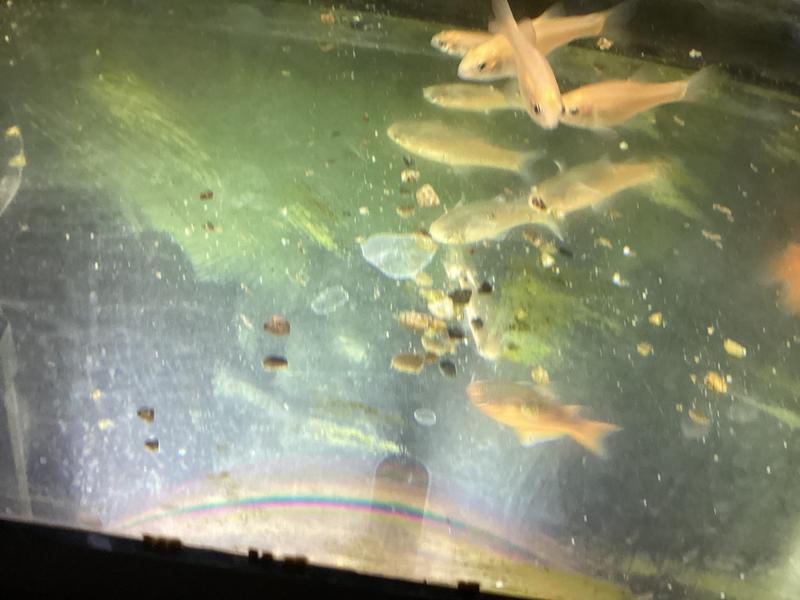 Rosy Red Minnow