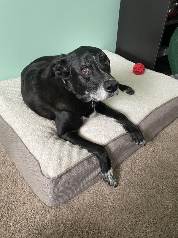 Top Paw Orthopedic Mattress Dog Bed