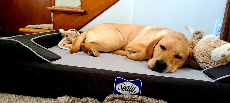 Sealy® Premium Bolster Dog Bed