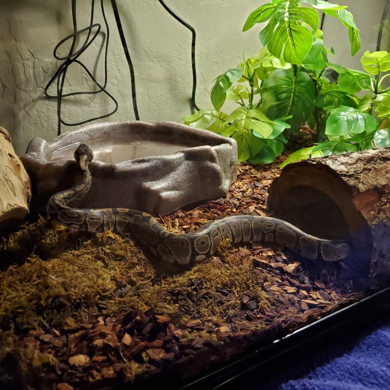 ball python for sale petsmart