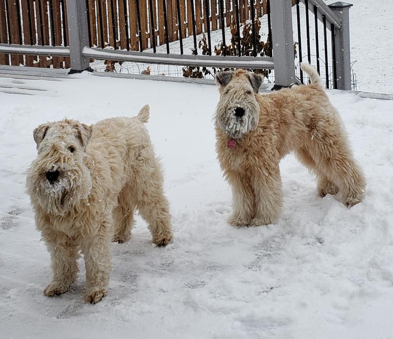 purina pro plan sensitive skin and stomach petsmart